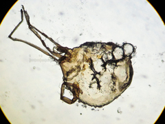 Amylocystis lapponica