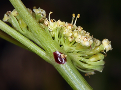 Lomatium tracyi
