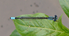 Enallagma divagans