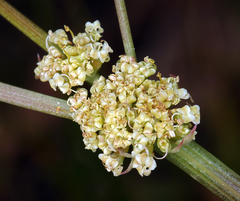Lomatium tracyi