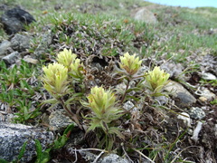 Castilleja hyperborea