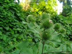 Arctium leiospermum