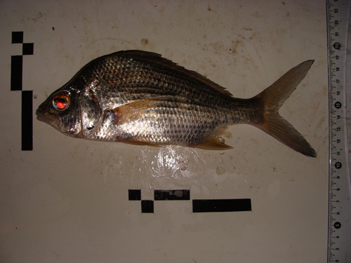 Brazilian mojarra (Eugerres brasilianus) — Gerreidae — 2