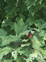 Limenitis archippus watsoni