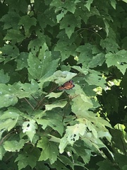 Limenitis archippus watsoni