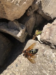 Sphecius speciosus