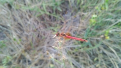 Sympetrum fonscolombii