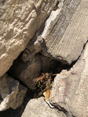 Sphecius speciosus
