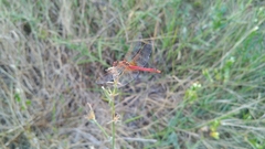 Sympetrum fonscolombii