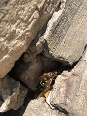 Sphecius speciosus
