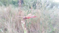 Sympetrum fonscolombii