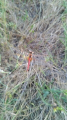 Sympetrum fonscolombii