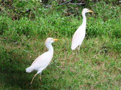 Bubulcus ibis
