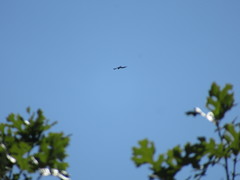 Ictinia mississippiensis