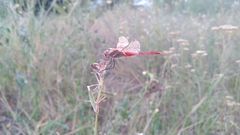 Sympetrum fonscolombii