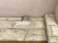 Ptyonoprogne rupestris