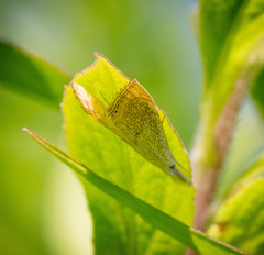 Haimbachia placidellus