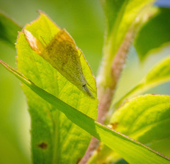 Haimbachia placidellus