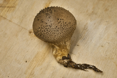 Lycoperdon nigrescens