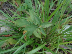 Lysimachia quadrifolia