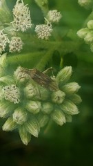 Harmostes fraterculus