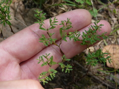 Paronychia fastigiata fastigiata