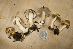 Inocybe mixtilis