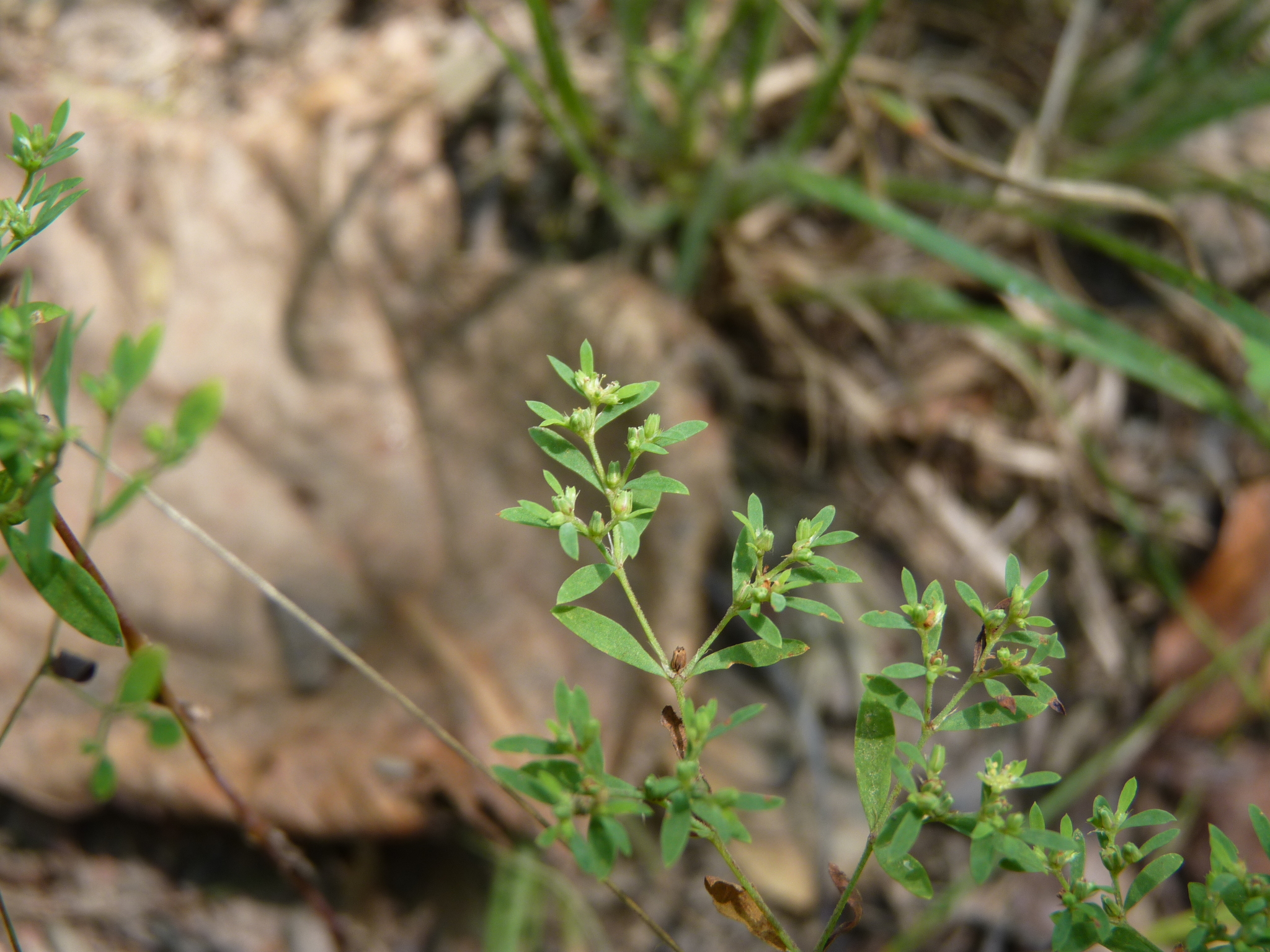 Paronychia fastigiata var. fastigiata