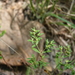 Paronychia fastigiata fastigiata - Photo 由 Nate Hartley 所上傳的 (c) Nate Hartley，保留部份權利CC BY-NC