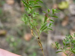 Paronychia fastigiata fastigiata