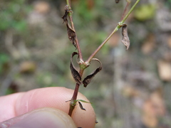 Paronychia fastigiata fastigiata