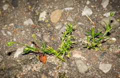 Sagina japonica