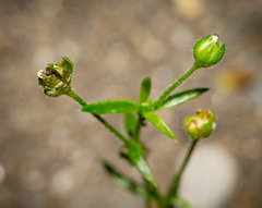 Sagina japonica