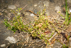 Sagina decumbens decumbens