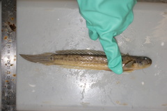 Gobionellus oceanicus