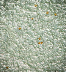 Sagina decumbens decumbens