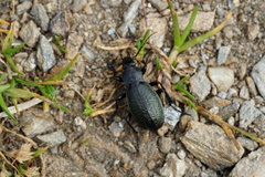 Carabus alpestris