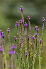 Verbena macdougalii