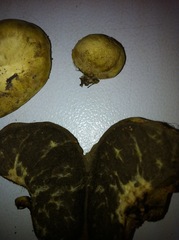 Truncocolumella citrina