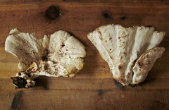 Calcipostia guttulata