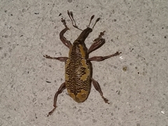 Heilipus guttiger