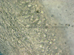 Calcipostia guttulata