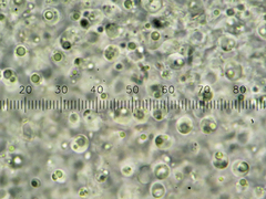 Calcipostia guttulata