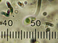 Calcipostia guttulata