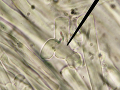 Calcipostia guttulata