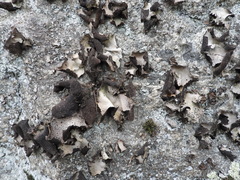 Umbilicaria spodochroa