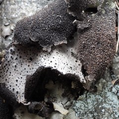 Umbilicaria spodochroa