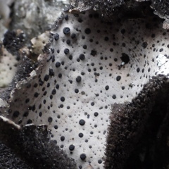 Umbilicaria spodochroa