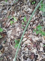 Acanthocereus fosterianus
