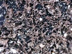 Umbilicaria spodochroa